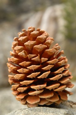 Mt Baldy Pinecone